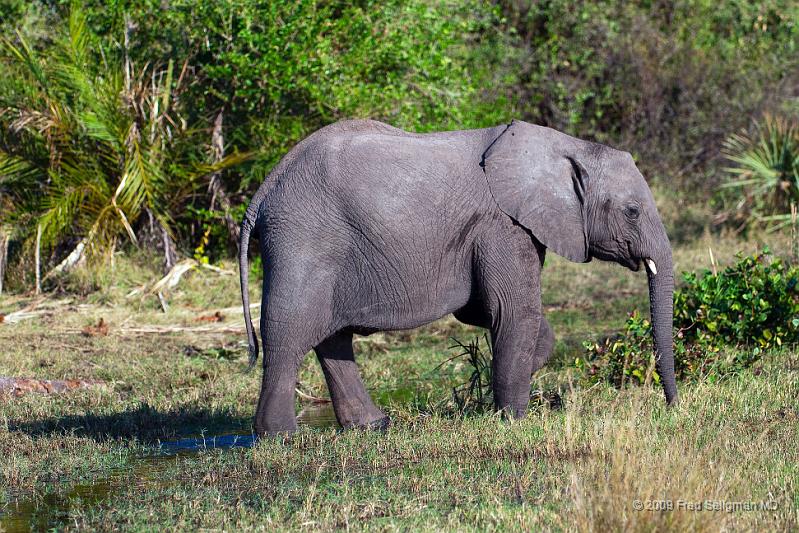 20090614_170832 D300 X1.jpg - Following large herds in Okavango Delta